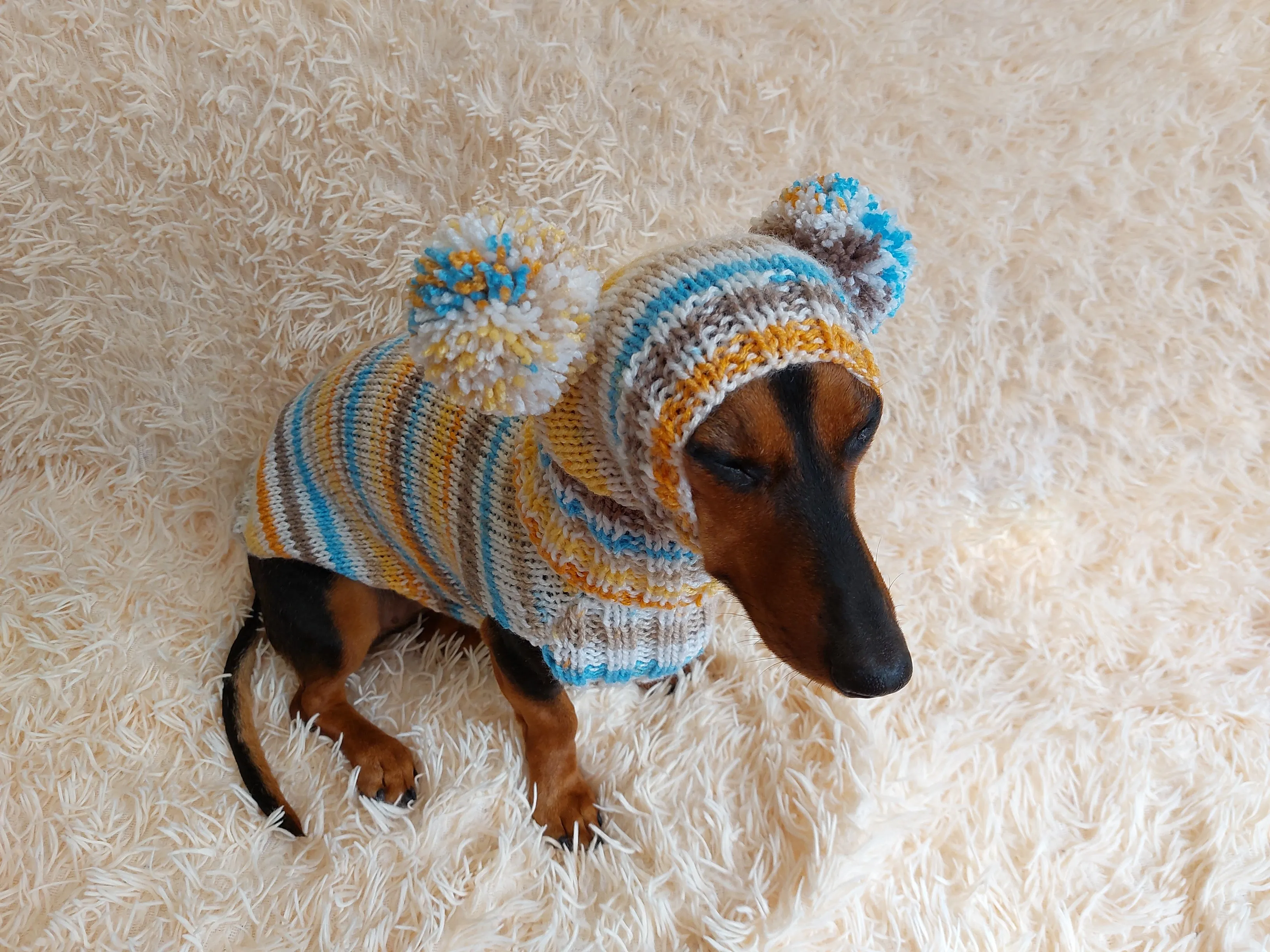 Lollipop suit for mini dachshund sweater and hat,suit set sweater and hat for dog,wiener sweater and hat, dog set sweater and hat set